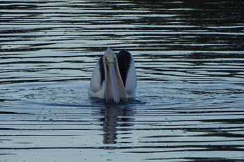 コシグロペリカン Lake Belvedere, Bicentennial Park, NSW, Australia 2020年2月29日(土)