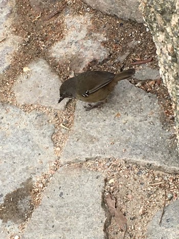 Tasmanian Scrubwren