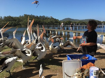 Australian Pelican Woy Woy Wharf, NSW, Australia Sun, 4/7/2019