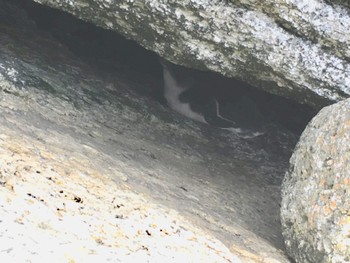 コビトペンギン Bicheno, TAS, Australia 2018年12月26日(水)