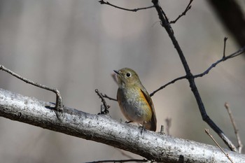 ルリビタキ 昭和記念公園 2017年12月29日(金)