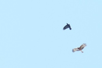 Square-tailed Kite Harold Reid Reserve, Middle Cove, NSW, Australia Sun, 9/1/2019