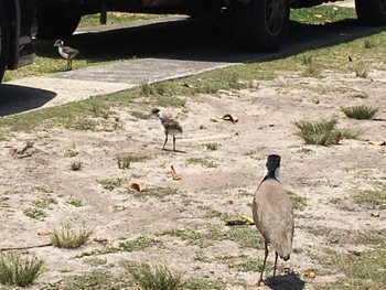 ズグロトサカゲリ North Fort, Manly, NSW, Australia 2018年11月25日(日)