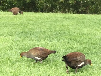 タスマニアオグロバン Richmond, TAS, Australia 2018年12月26日(水)