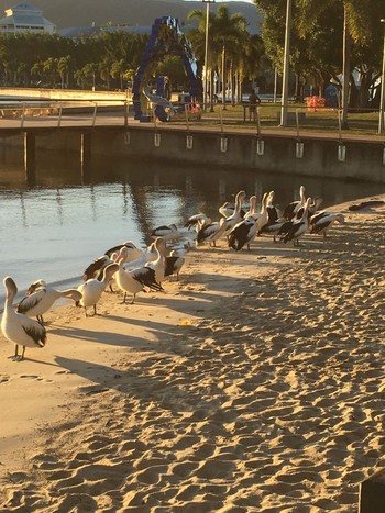 Australian Pelican Esplanade(Cairns) Mon, 6/11/2018