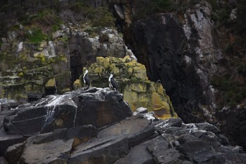 ムナジロウ Brunt Island, TAS, Australia 2018年12月23日(日)