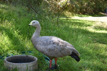 ロウバシガン Turanna, TAS, Australia 2018年12月24日(月)