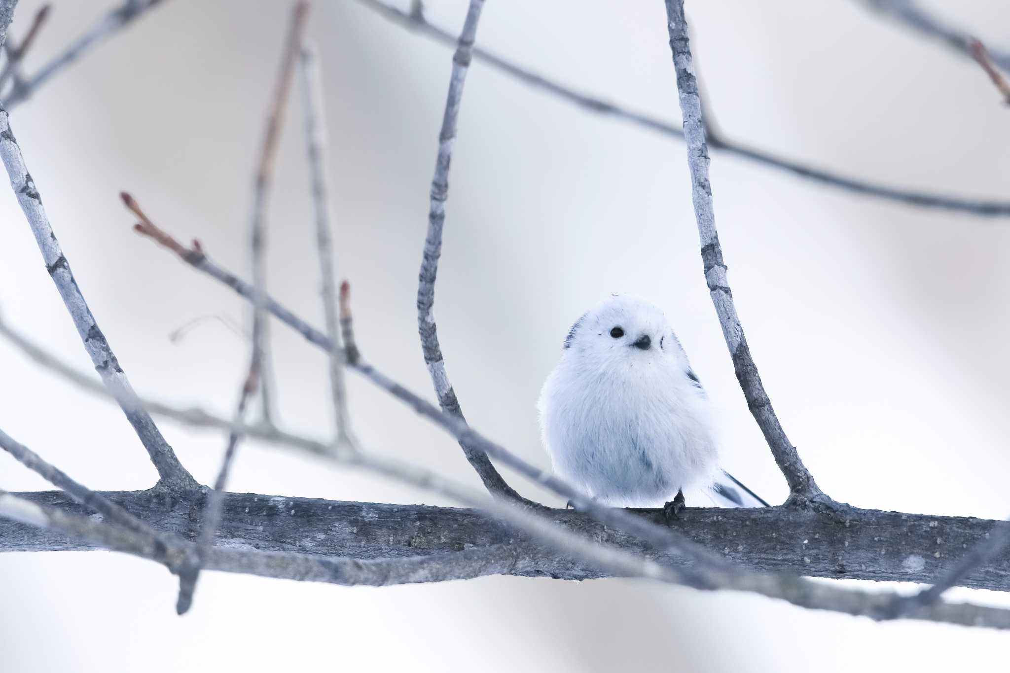 年末恒例！今年出逢えて嬉しかった野鳥 BEST2 by Trio