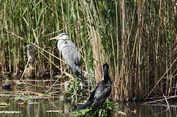 アオサギ 不忍池(上野恩賜公園) 2022年5月10日(火)