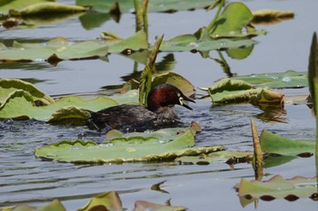 カイツブリ 不忍池(上野恩賜公園) 2022年5月10日(火)