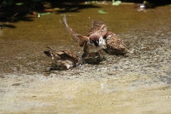 スズメ 上野動物園 2022年5月10日(火)