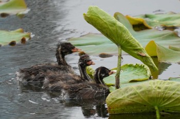 Thu, 5/12/2022 Birding report at Shinobazunoike