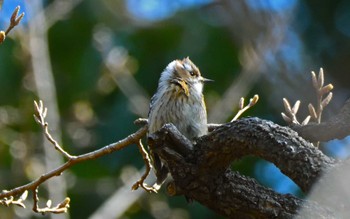 Japanese Pygmy Woodpecker Kinuta Park Mon, 3/16/2020