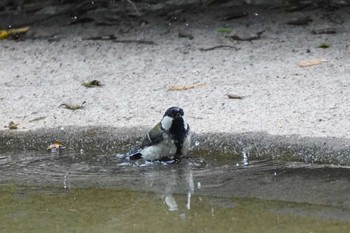 シジュウカラ 上野動物園 2022年5月12日(木)