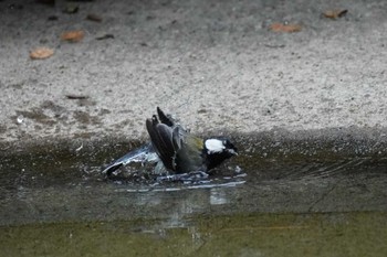 シジュウカラ 上野動物園 2022年5月12日(木)