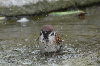 スズメ 上野動物園 2022年5月12日(木)