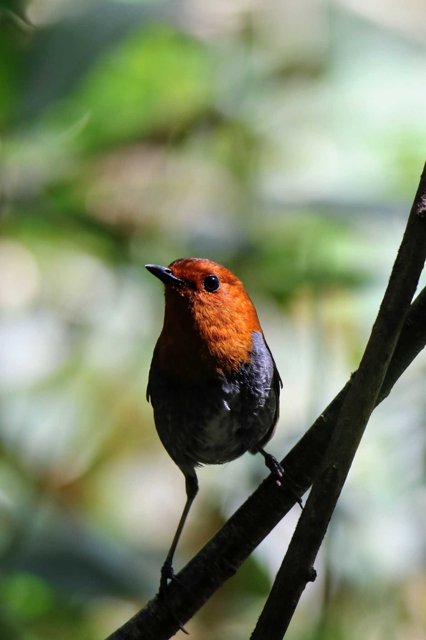 Photo of Japanese Robin at 長野県 by はやぶさくん