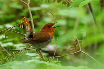 Japanese Robin 長野県 Sun, 6/5/2022