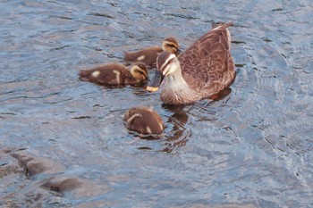 2022年6月4日(土) 恩田川の野鳥観察記録