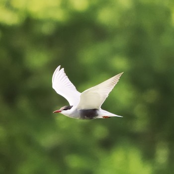 2022年6月5日(日) 境川遊水地公園の野鳥観察記録