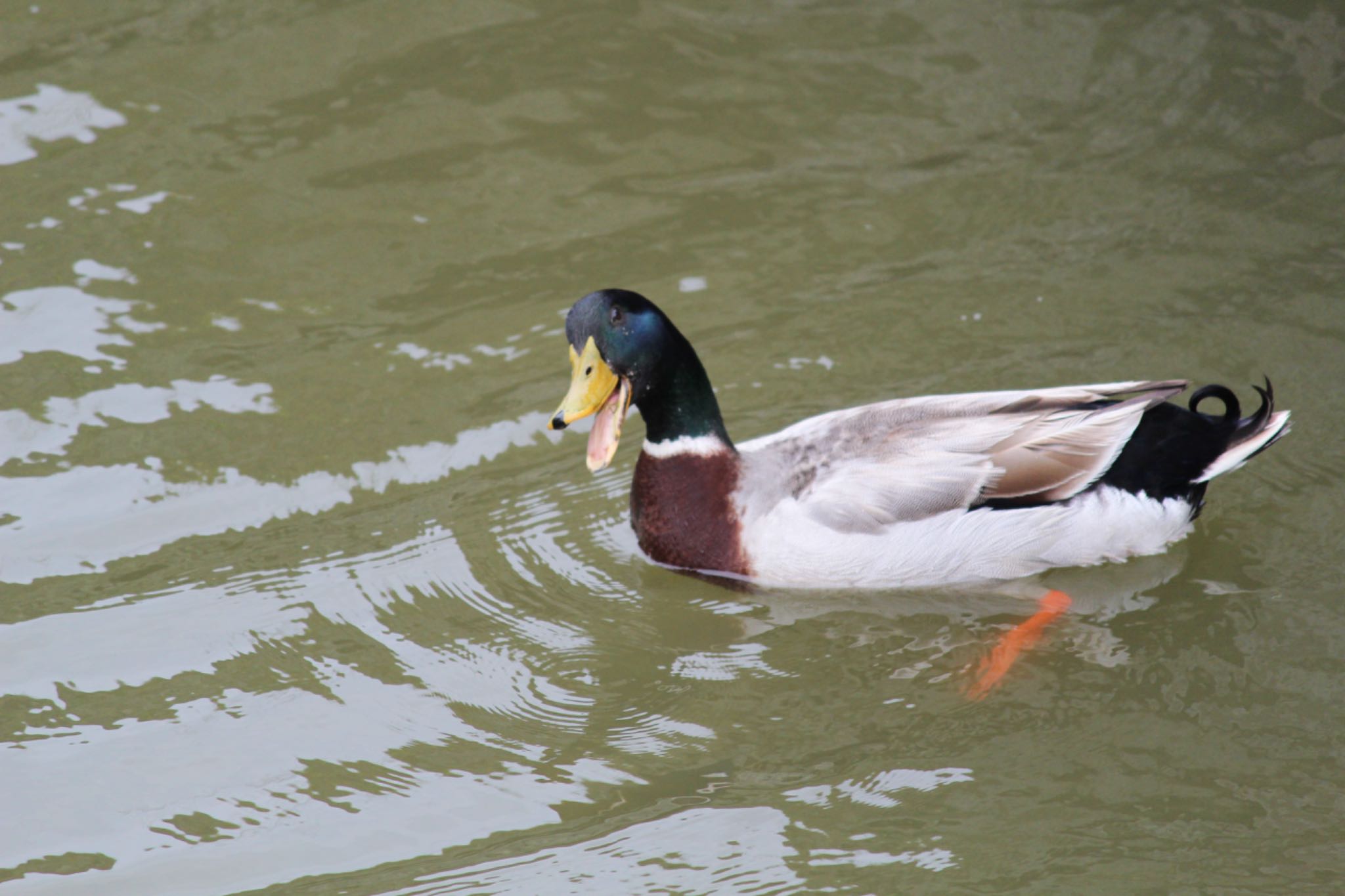 Domestic duck