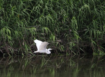 2022年6月5日(日) 和歌山県紀の川市の野鳥観察記録