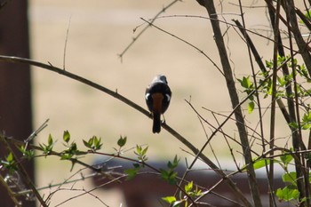 Sun, 4/17/2022 Birding report at Kobe Forest Botanic Garden