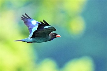 Oriental Dollarbird 松之山 Sat, 6/4/2022