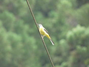 2022年6月5日(日) あきる野市の野鳥観察記録