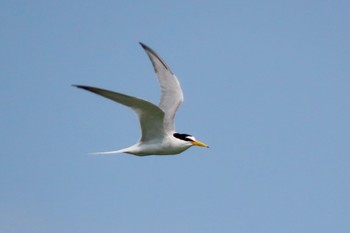 2022年6月5日(日) 伊佐沼の野鳥観察記録