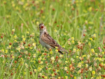 ヒバリ 葛西臨海公園 2022年6月5日(日)