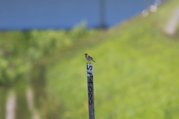 2022年6月6日(月) 札幌モエレ沼公園の野鳥観察記録