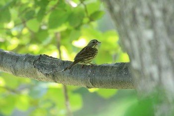 アオジ 札幌モエレ沼公園 2022年6月6日(月)