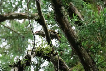 Japanese Green Woodpecker Matsue Castle Mon, 6/6/2022