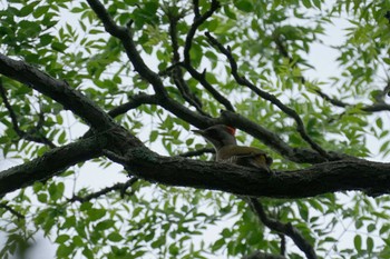 2022年6月6日(月) 松江城の野鳥観察記録