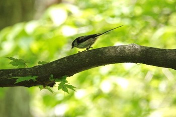 エナガ 軽井沢野鳥の森 2022年5月25日(水)