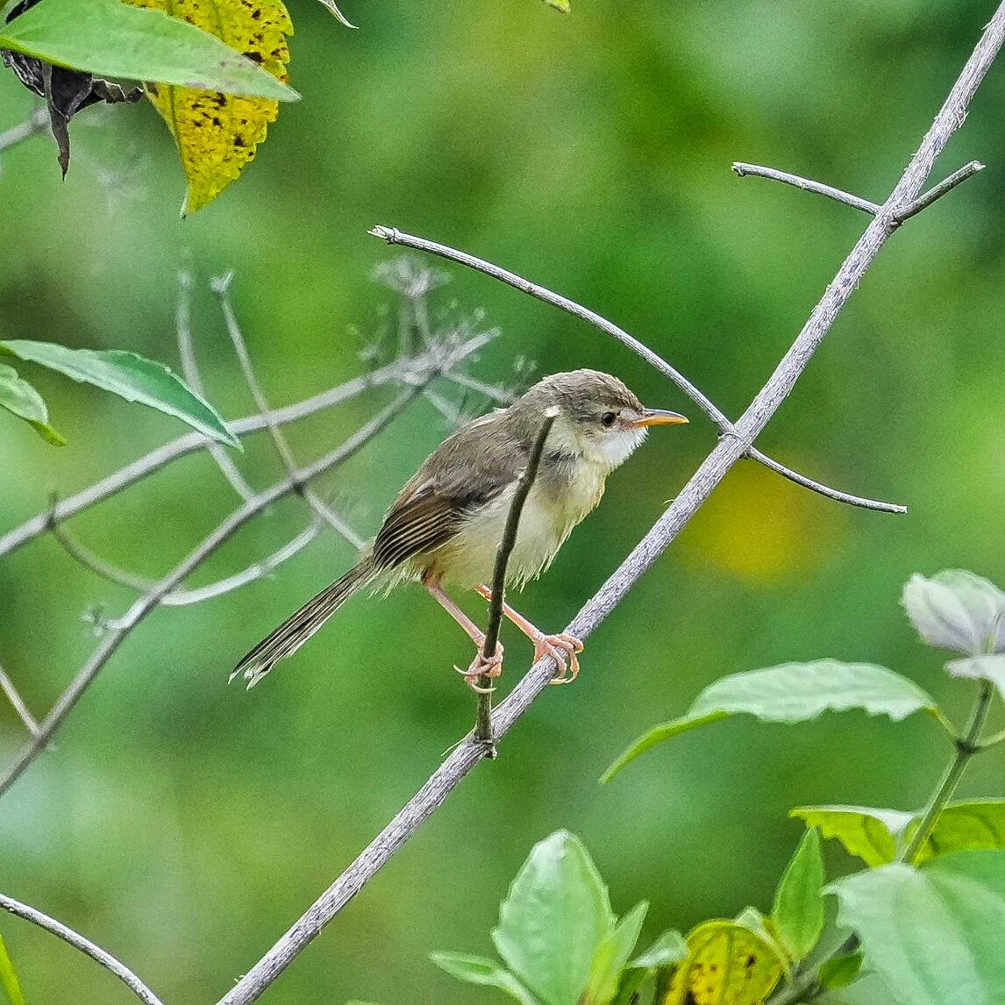 Khao Mai Keao Reservation Park オオヨシキリの写真 by span265