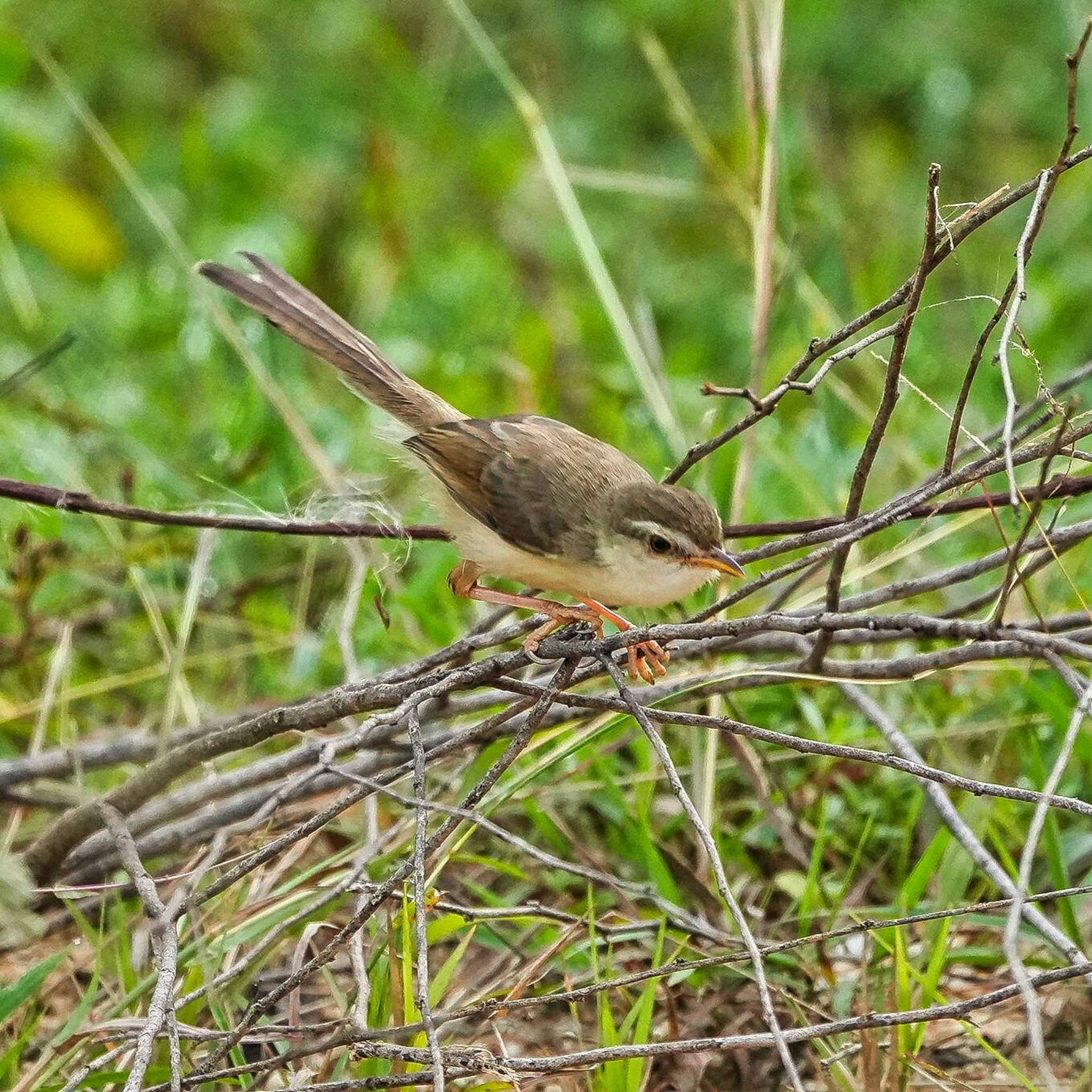 Oriental Reed Warbler