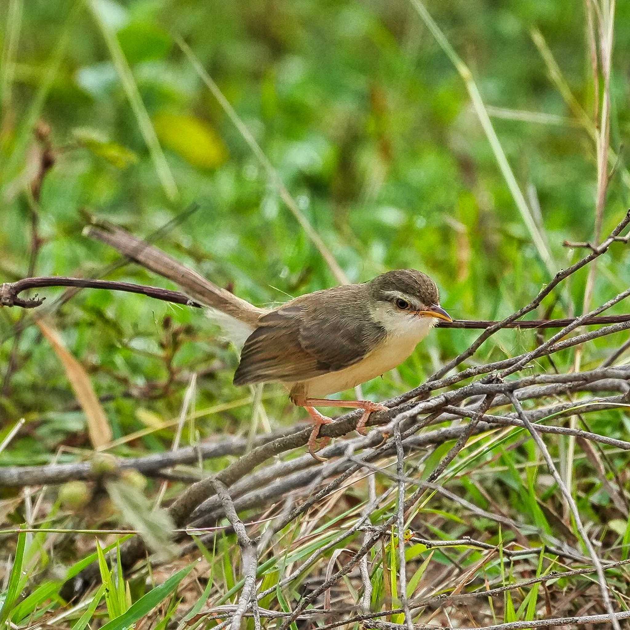 Oriental Reed Warbler