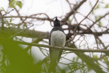 オオルリ 旭山記念公園 2022年5月14日(土)