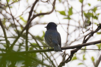 オオルリ 旭山記念公園 2022年5月14日(土)