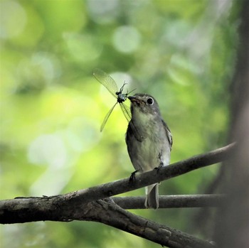 Asian Brown Flycatcher 姫路市自然観察の森 Sat, 6/4/2022