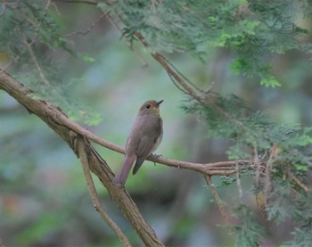 オオルリ 八王子城址 2022年6月4日(土)