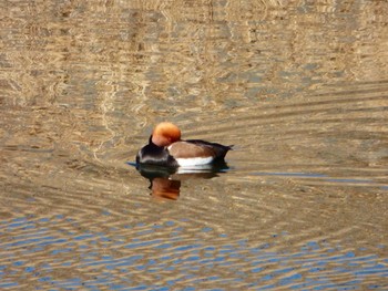 Red-crested Pochard