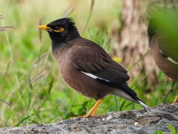 Common Myna Ishigaki Island Tue, 1/4/2022