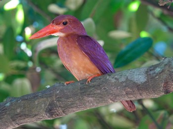 リュウキュウアカショウビン 石垣島 2021年7月4日(日)