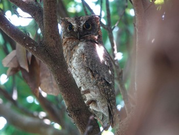 Ryukyu Scops Owl Ishigaki Island Sat, 7/3/2021