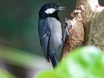 Japanese Tit(nigriloris) Ishigaki Island Sun, 10/4/2020