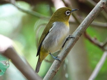 リュウキュウメジロ 石垣島 2020年10月4日(日)