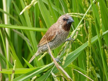 Scaly-breasted Munia Ishigaki Island Sat, 10/3/2020